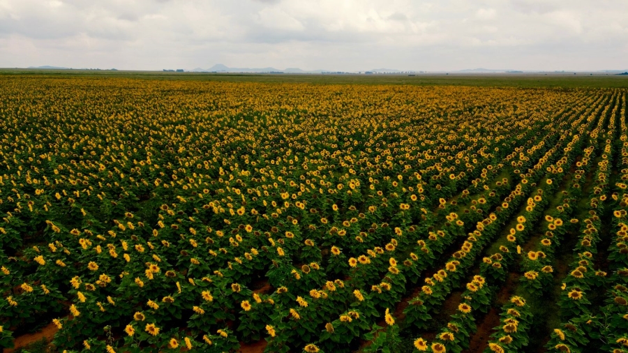 8 Bedroom Property for Sale in Bloemfontein Rural Free State